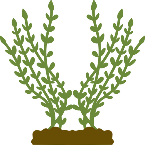 Plants 4 Miniaturansicht